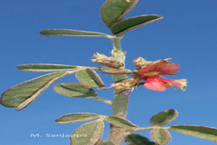 Indigofera trita var. trita